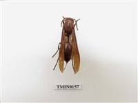 藏品(蜂)的圖片